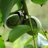 1109F 052 Walnuss-Baum